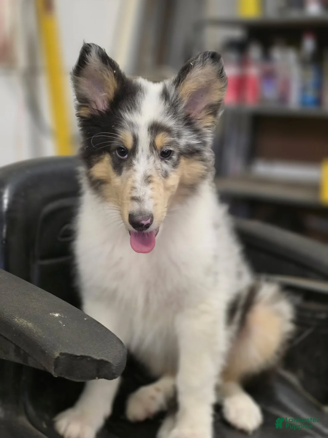 Collie dogs for sale: Larry - Ad 3