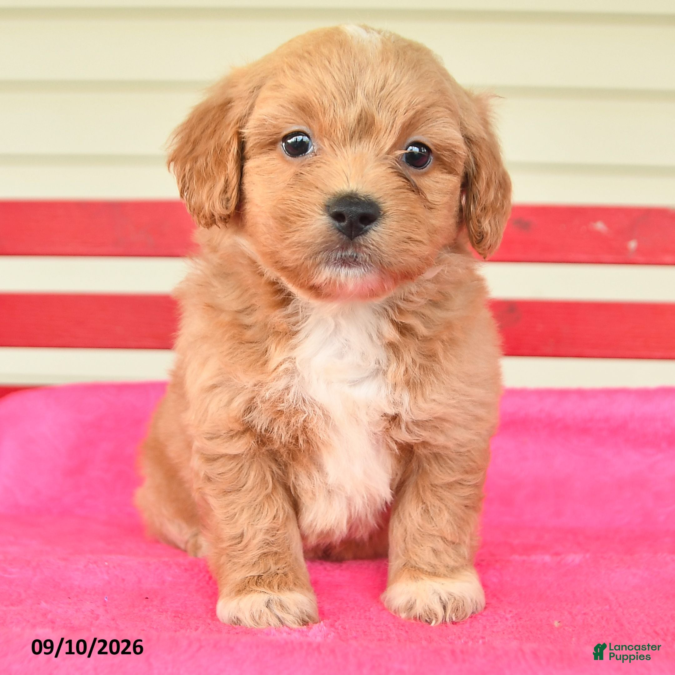 Shihpoo dogs Rosie - Ad 2
