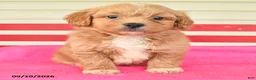 Shihpoo dogs for sale: Rosie - Ad 2