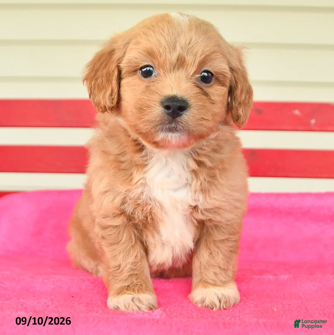Shihpoo dogs for sale: Rosie - Ad 2