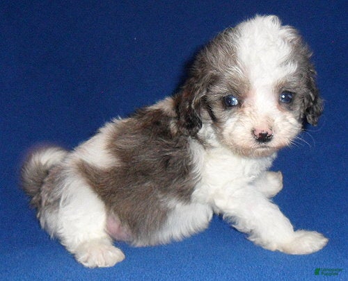 Cockapoo dogs Ringo - Ad 2