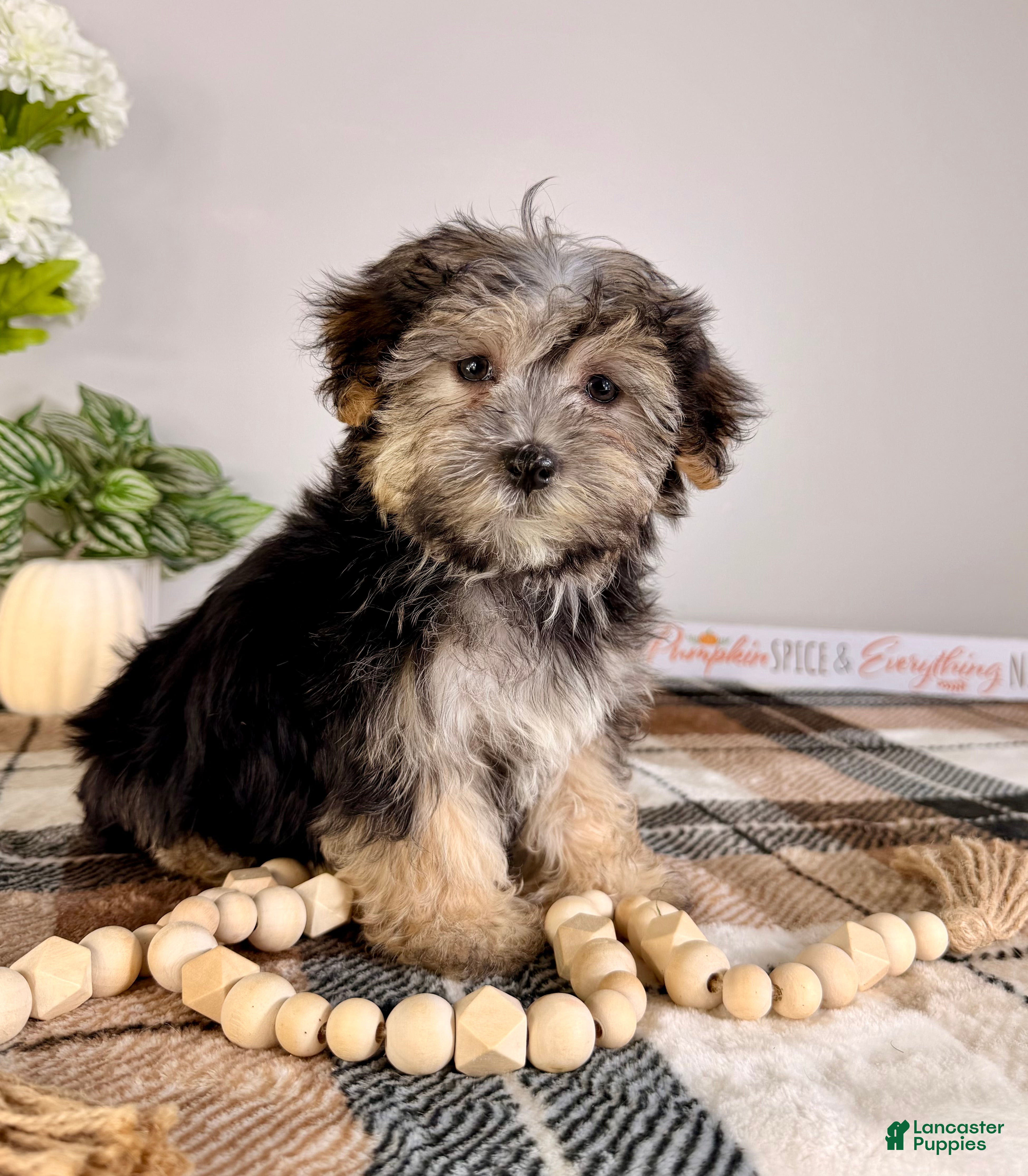 Morkie dogs Harper - Ad 36