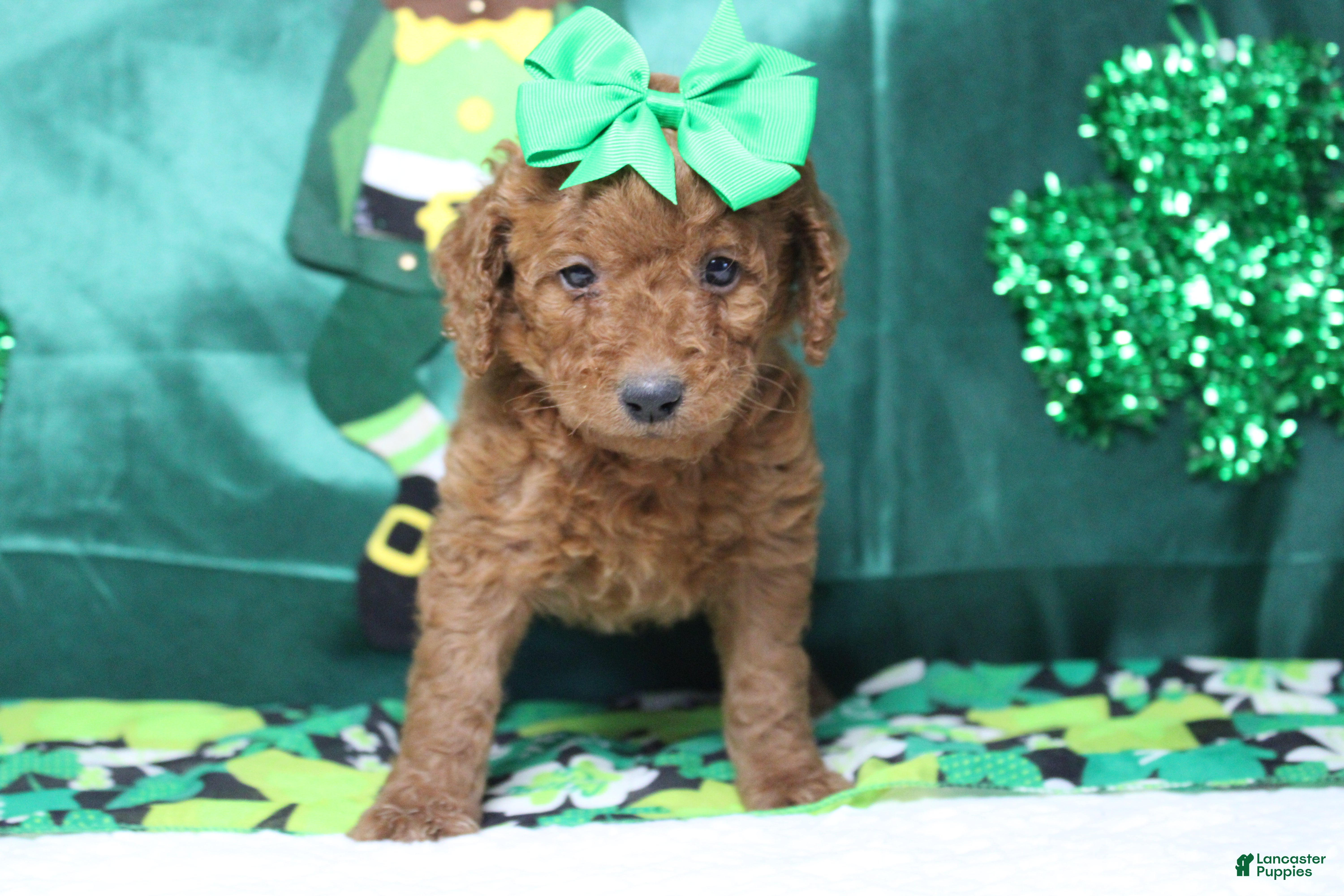 Miniature Poodle dogs Katie  - Ad 28