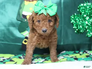 Miniature Poodle dogs Katie - Ad 34