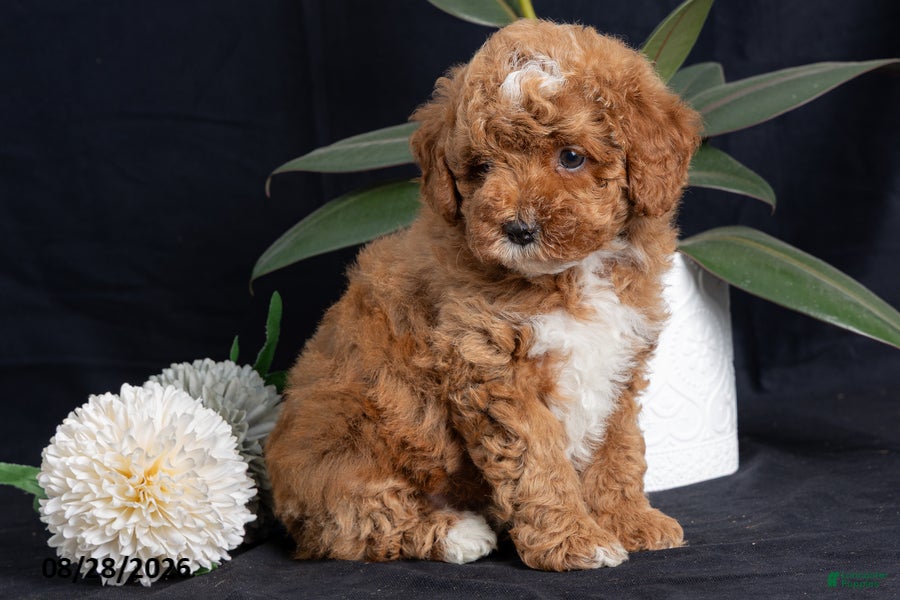 Miniature Poodle dogs for sale: Almond - Ad 4