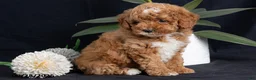 Miniature Poodle dogs for sale: Almond - Ad 1