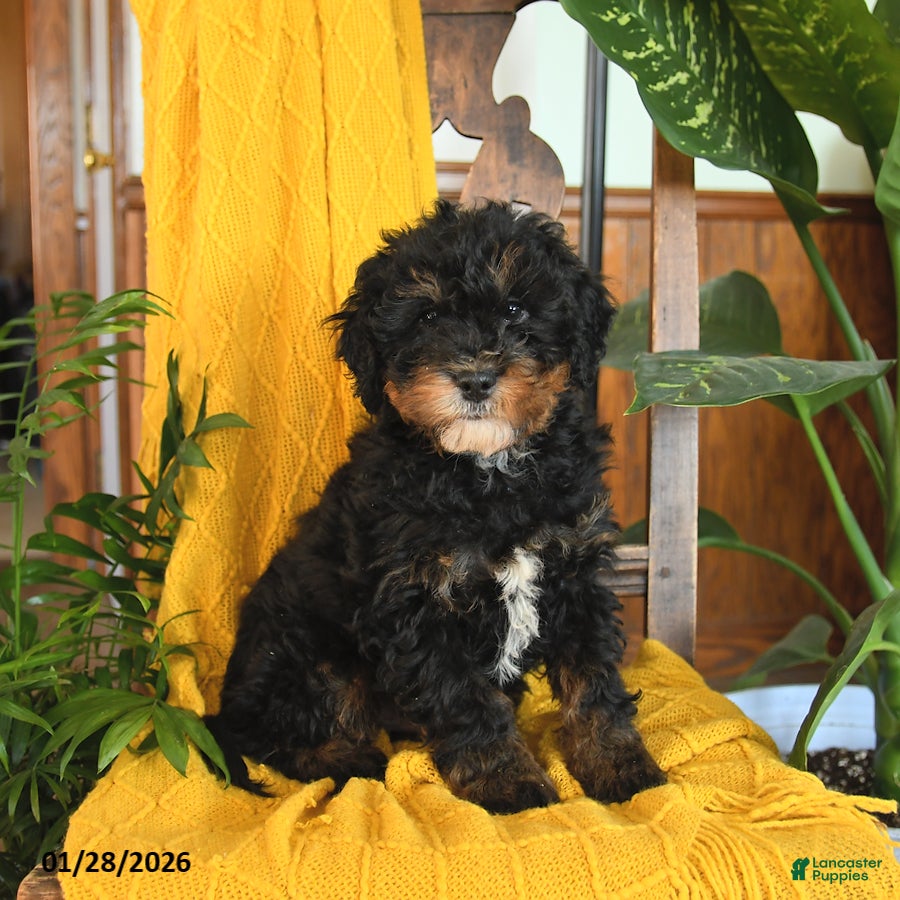 Mini Bernedoodle dogs Sarge - Ad 31