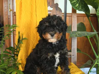 Mini Bernedoodle dogs Sarge - Ad 31