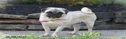 Pug dogs for sale: Trooper - Ad 10