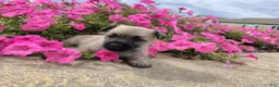 Cairn Terrier dogs for sale: Julie - Ad 7