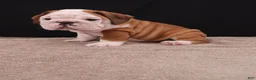 English Bulldog dogs for sale: Bruno - Ad 16