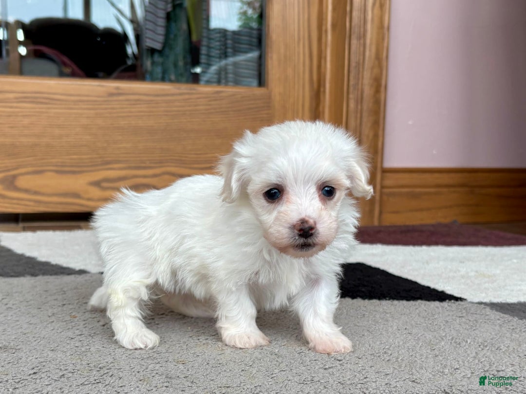 Coton De Tulear dogs for sale: Tj - Ad 12