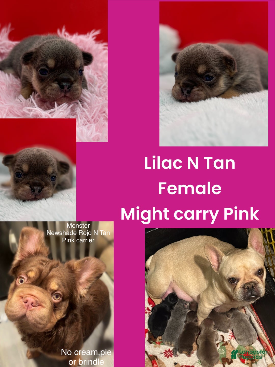 French Bulldog dogs for sale: French Bulldog Puppy 5 - Ad 1