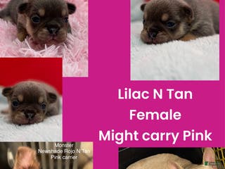 French Bulldog dogs French Bulldog Puppy 5 - Ad 14