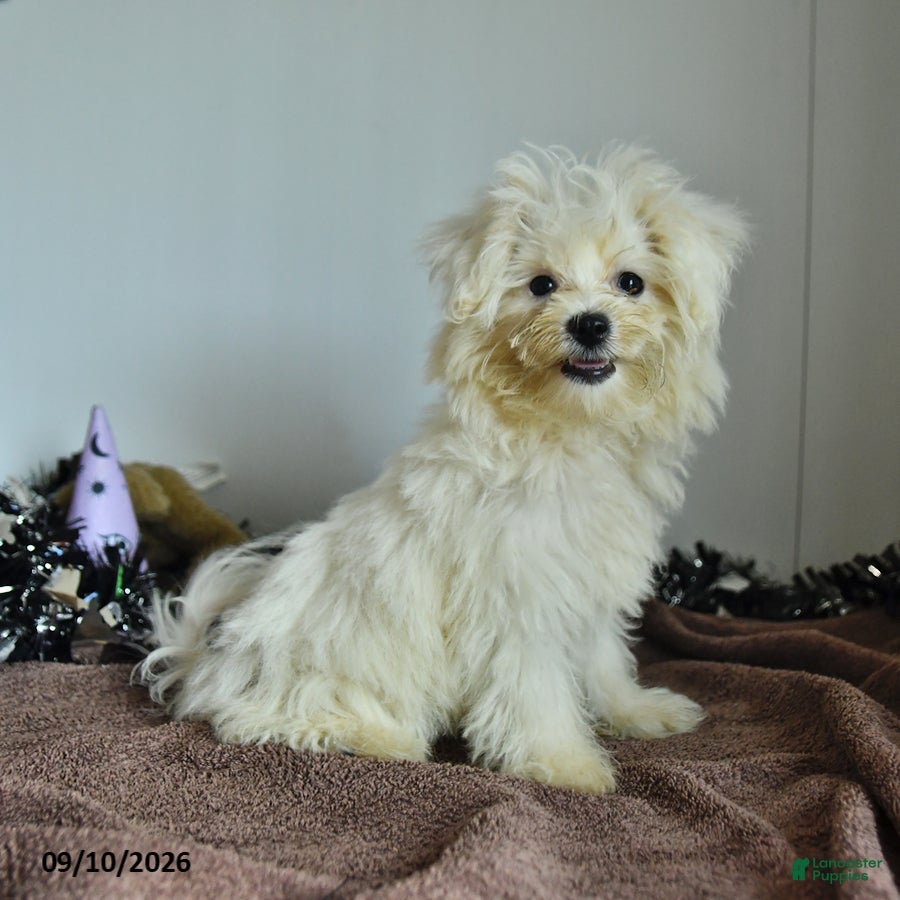 Pomapoo dogs Hermione - Ad 2