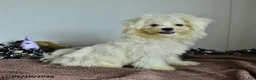 Pomapoo dogs for sale: Hermione - Ad 2