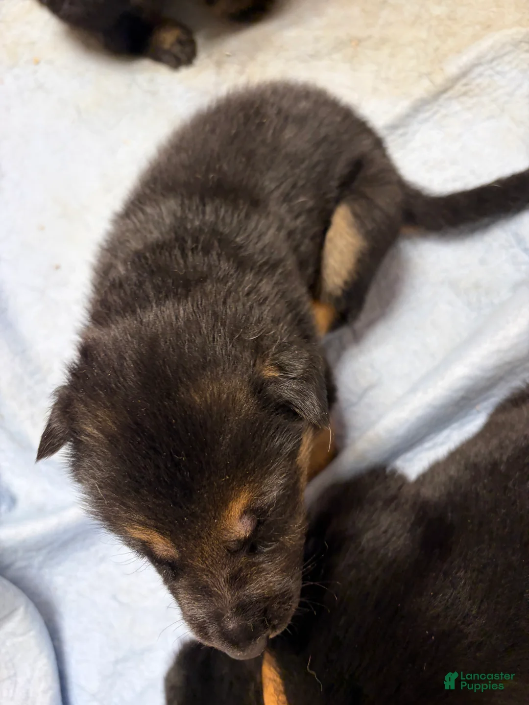 German Shepherd dogs for sale: German Shepherd Puppy 5 - Ad 1