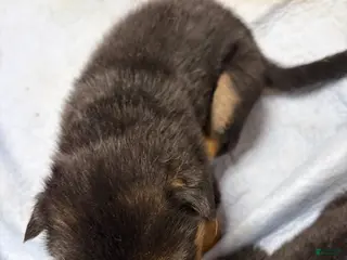 German Shepherd dogs German Shepherd Puppy 5 - Ad 19