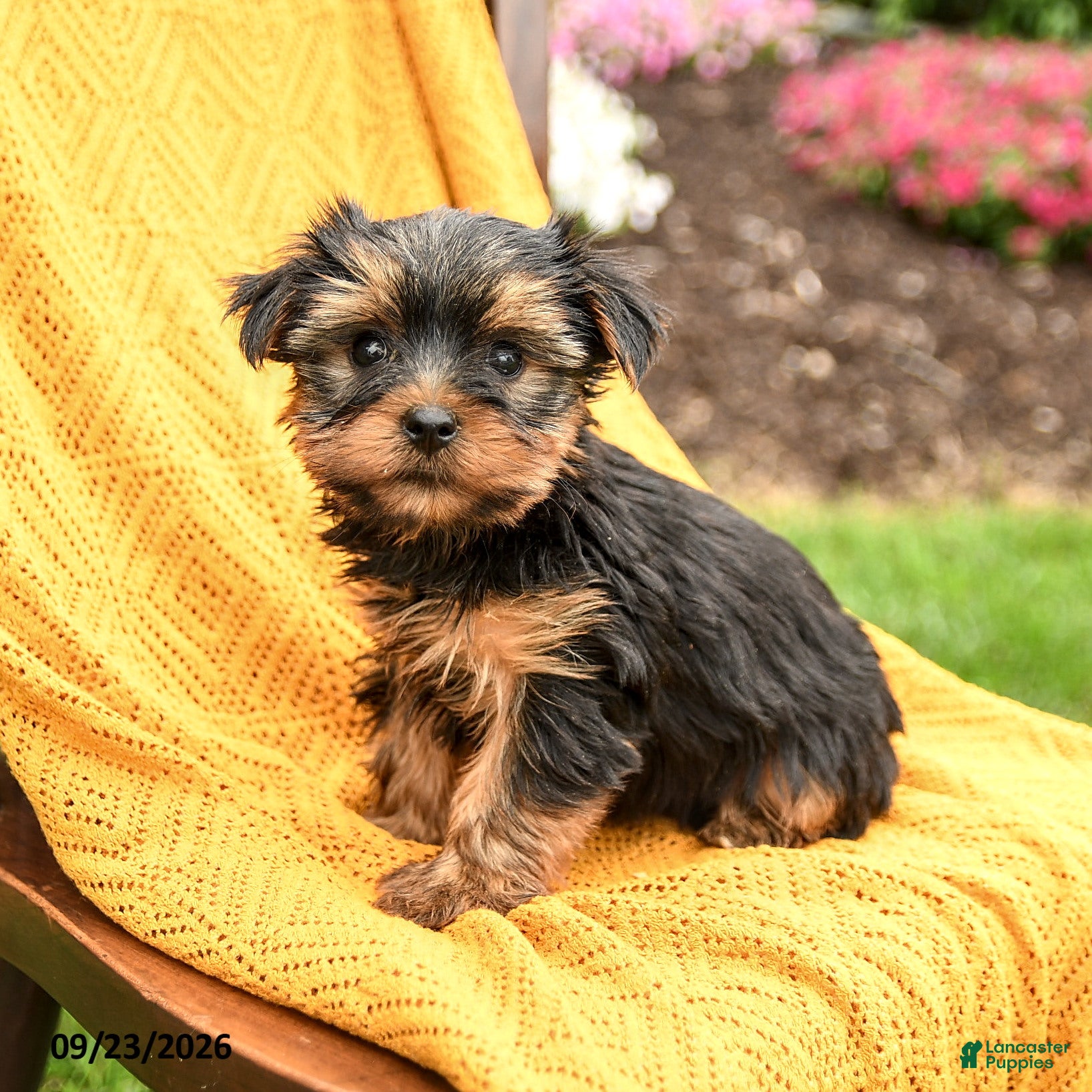 Yorkshire Terrier dogs Bonnie - Ad 1