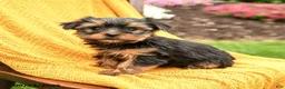 Yorkshire Terrier dogs for sale: Bonnie - Ad 1