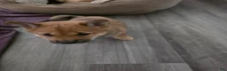 Shiba Inu dogs for sale: Shiba Inu 2 - Ad 9