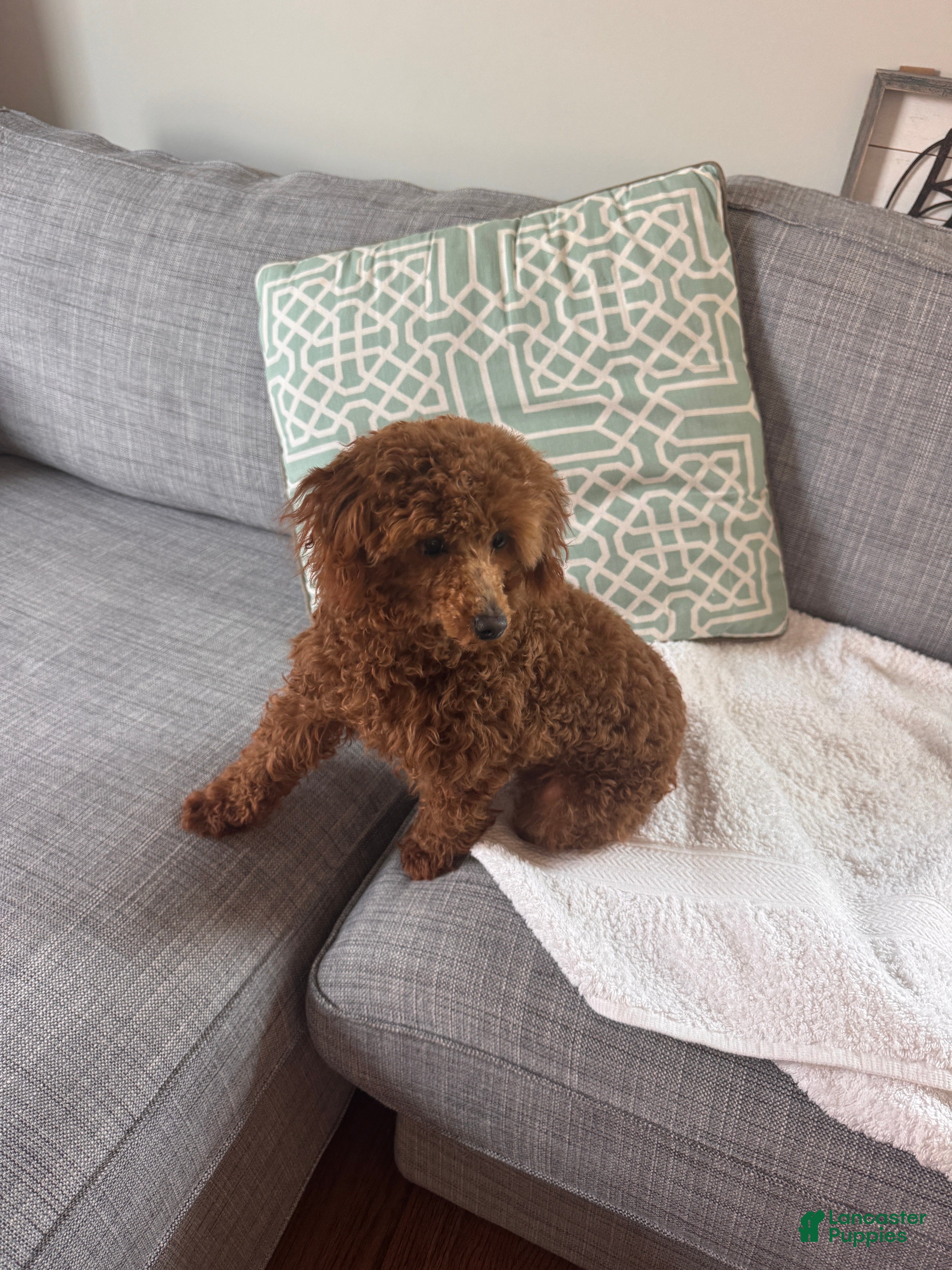 Toy Poodle dogs Carnation - Ad 2