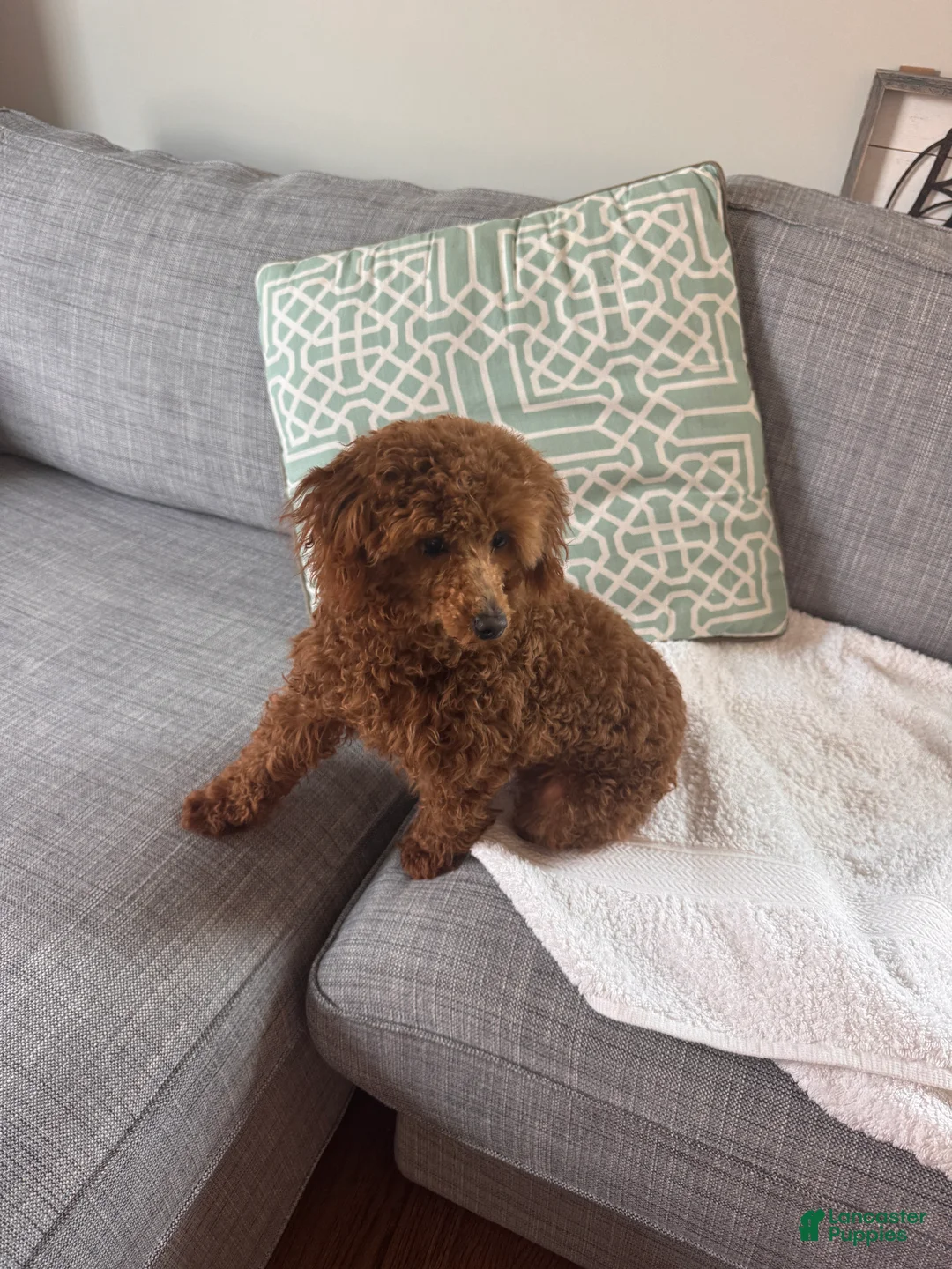 Toy Poodle dogs for sale: Carnation - Ad 2