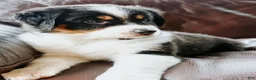 Australian Shepherd dogs for sale: Poppy - Ad 4
