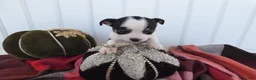 Chihuahua dogs for sale: Chihuahua 3 Thunder - Ad 4
