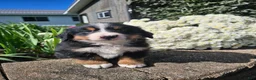 Bernese Mountain Dog dogs for sale: Chase  - Ad 2