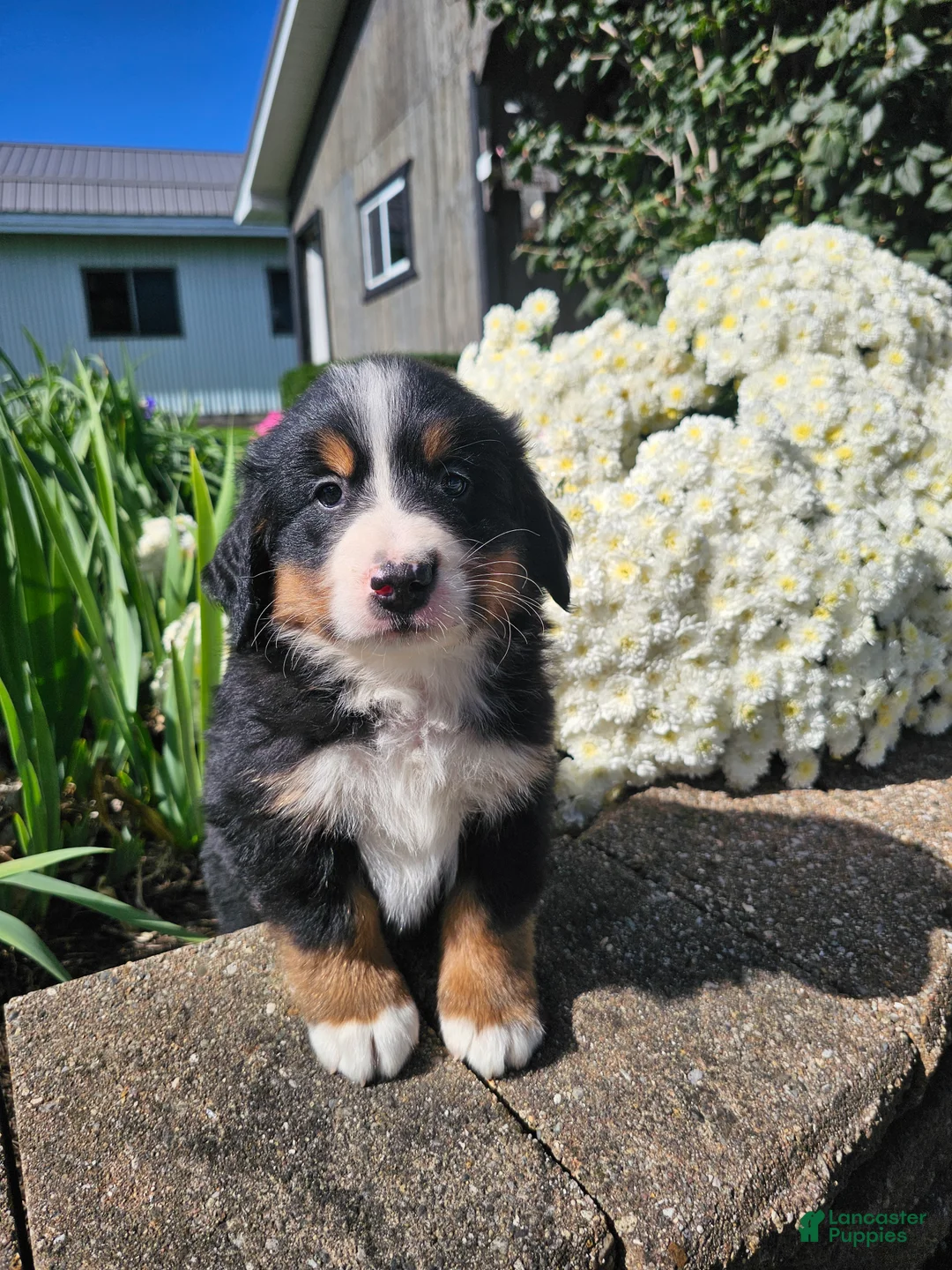 Bernese Mountain Dog dogs for sale: Chase  - Ad 2