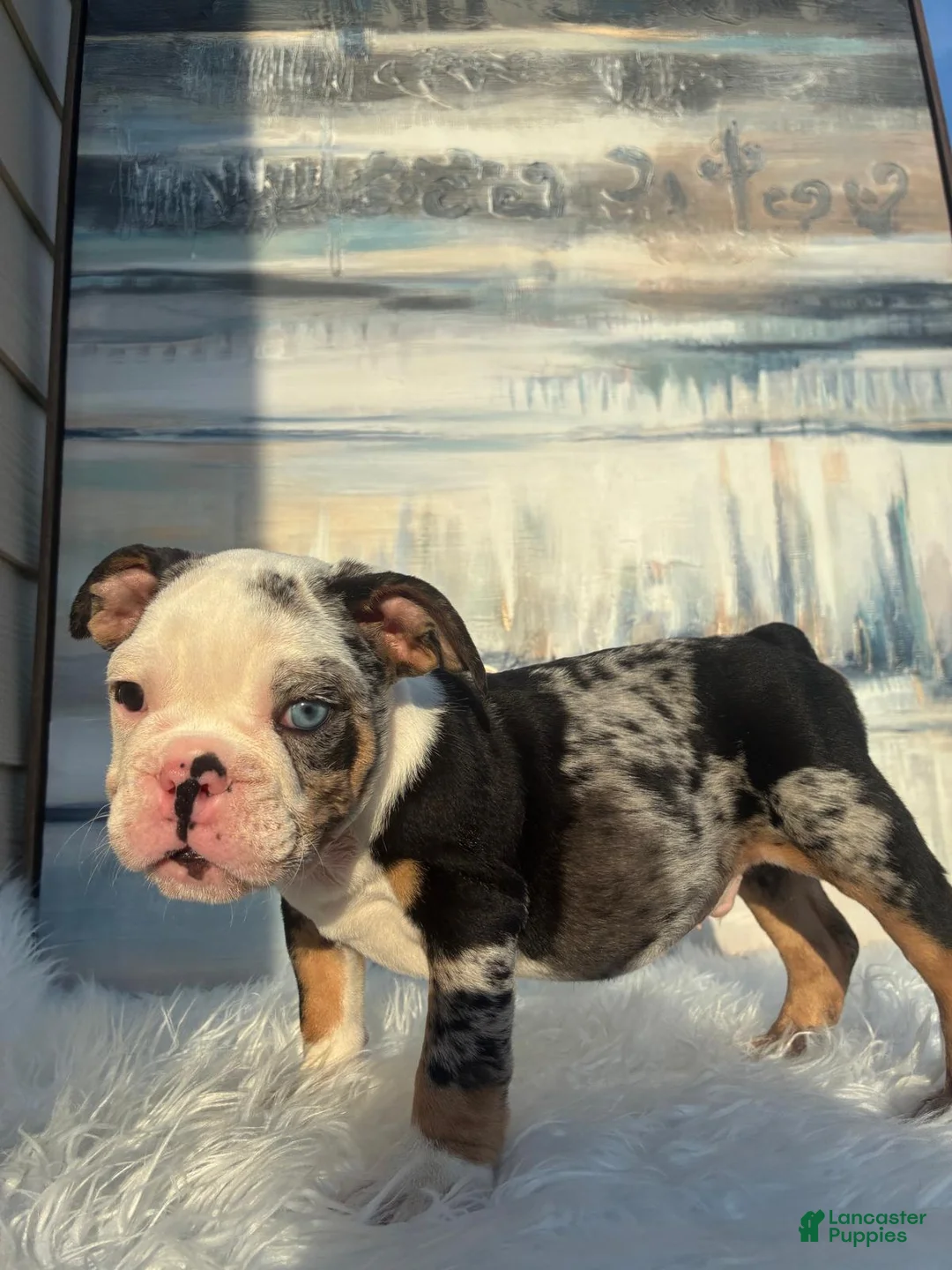 English Bulldog dogs for sale: Cookies N Cream - Ad 1