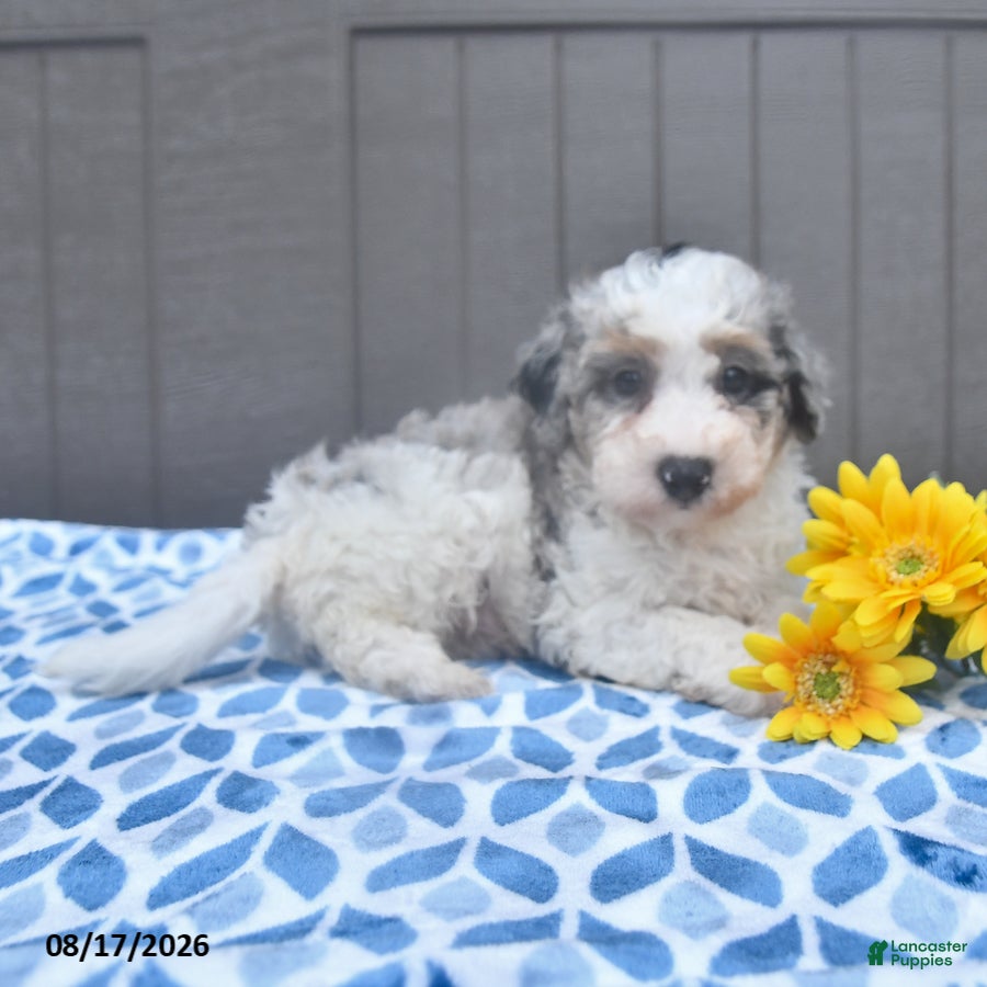 Bichpoo dogs Star - Ad 2