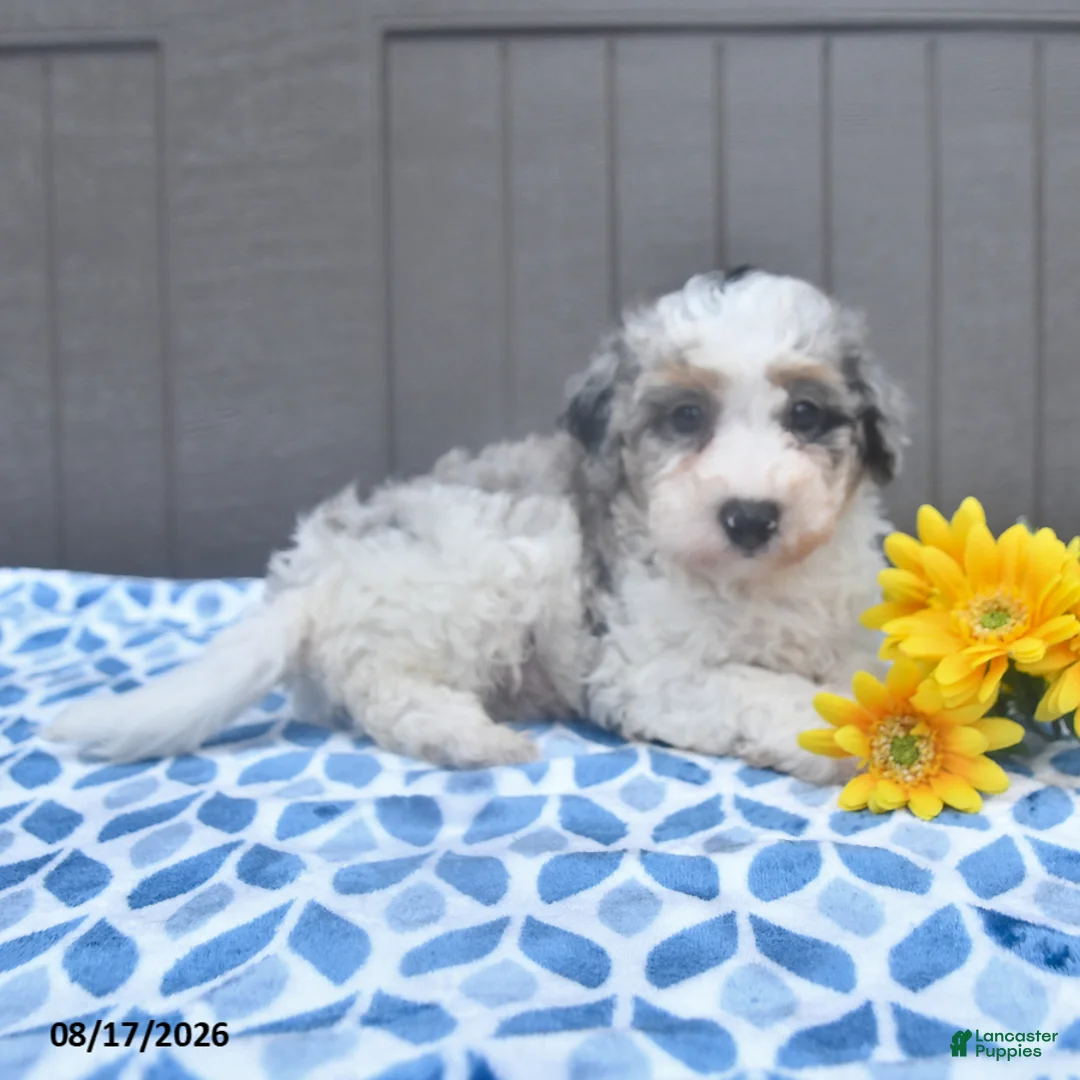 Bichpoo dogs for sale: Star - Ad 2