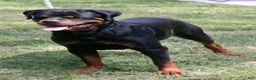Rottweiler dogs for sale: Jake - Ad 7