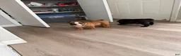 English Bulldog dogs for sale: English Bulldog 1 - Ad 3