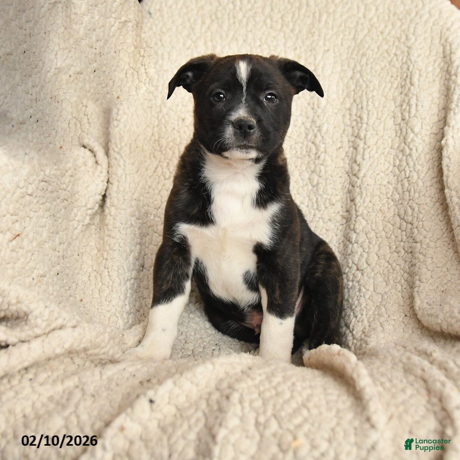 Mixed Breed dogs for sale: Micah - Ad 4