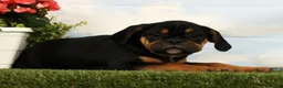Mixed Breed dogs for sale: Lux - Ad 3