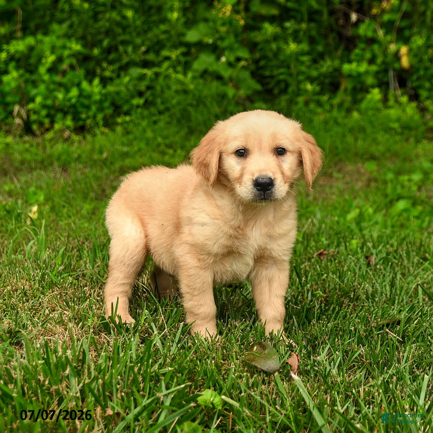 Golden Retriever dogs Nico - Ad 1