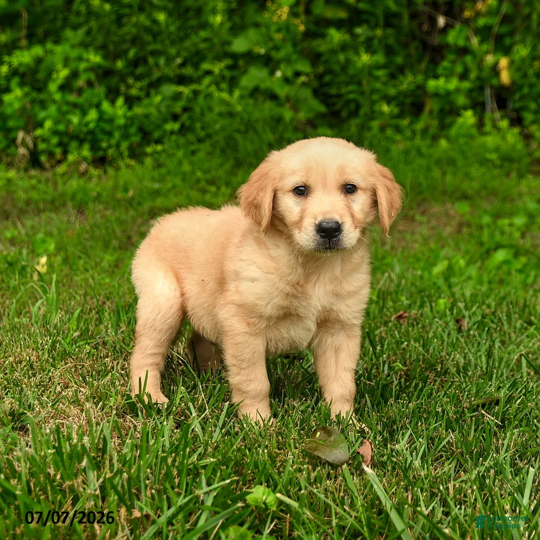 Golden Retriever dogs for sale: Nico - Ad 1