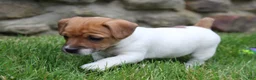 Jack Russell Terrier dogs for sale: Zoey - Ad 6