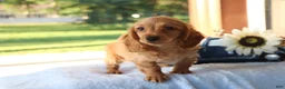 Dachshund dogs for sale: Carmen  - Ad 3