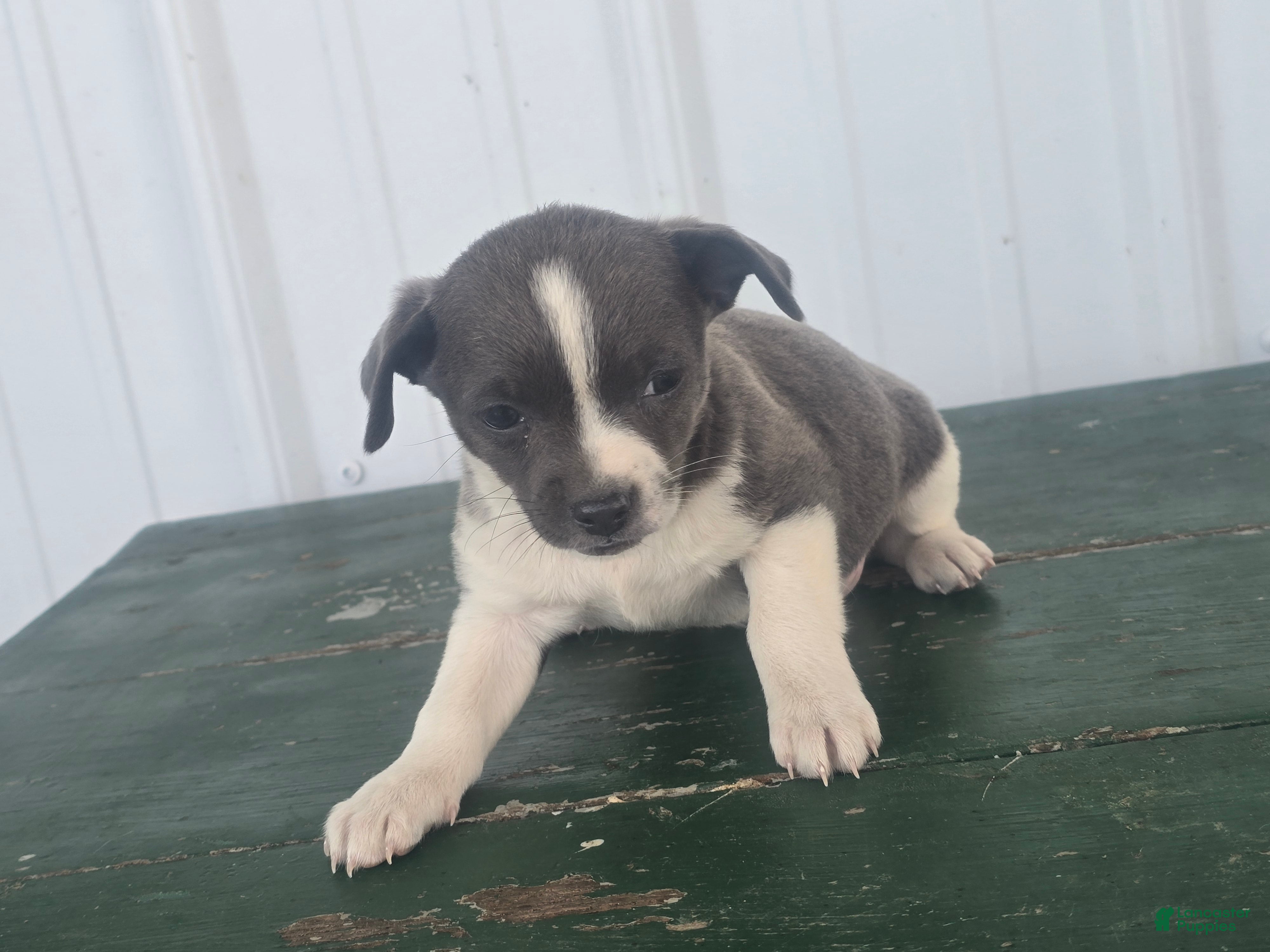 Chihuahua dogs Chihuahua Puppy 4 micha - Ad 1