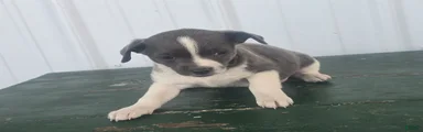 Chihuahua Puppy 4 micha