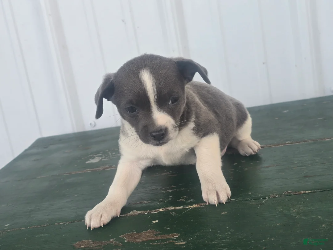Chihuahua dogs for sale: Chihuahua Puppy 4 micha - Ad 1