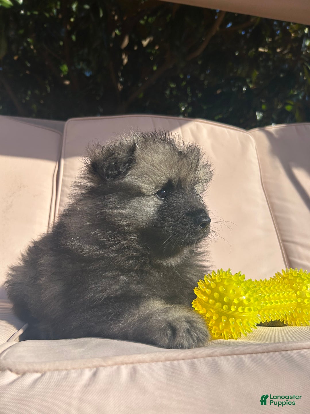 Keeshond dogs for sale: Archi - Ad 7