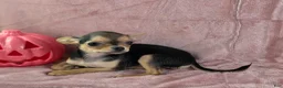 Chihuahua dogs for sale: Delilah - Ad 11