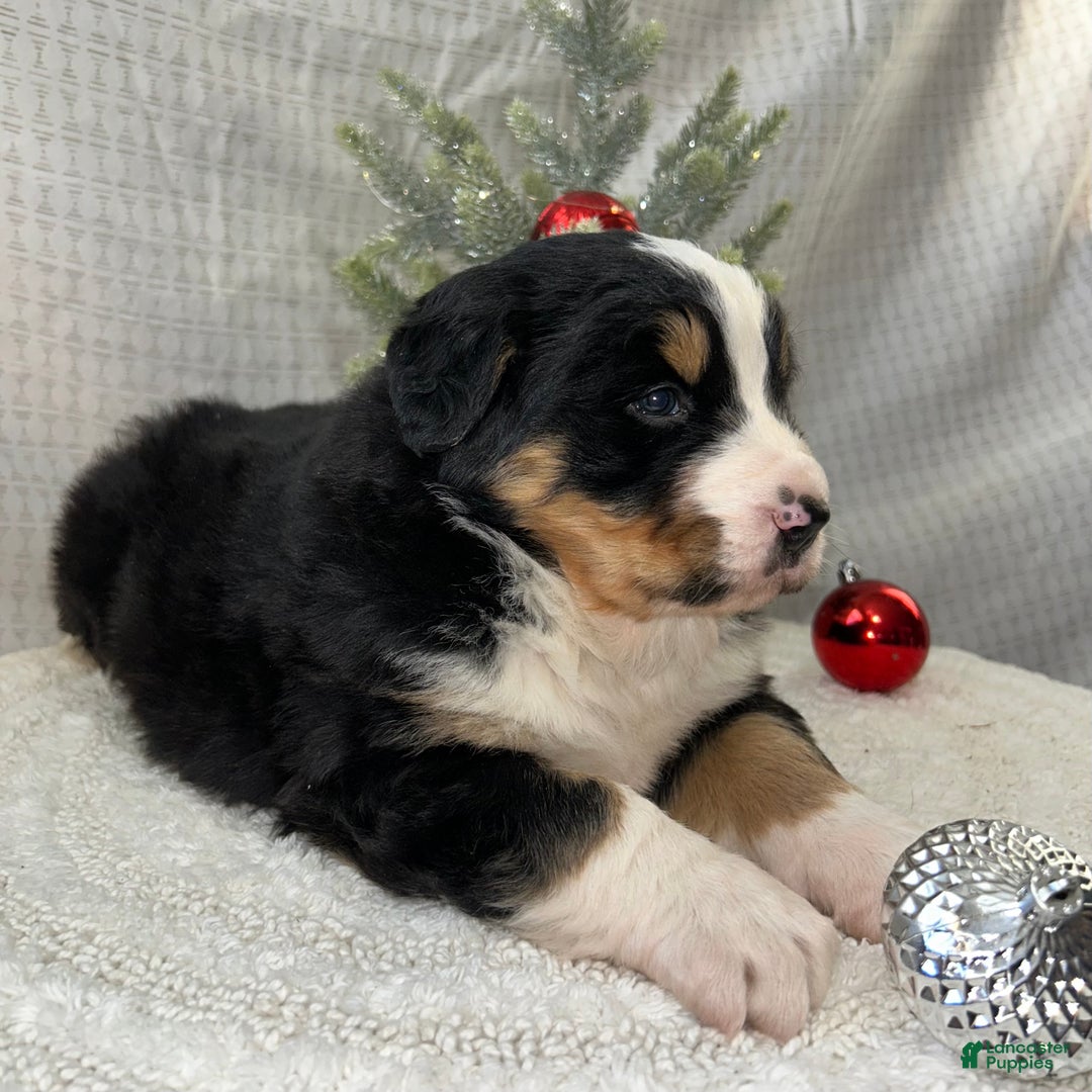 Mixed Breed dogs for sale: Jack - Ad 4