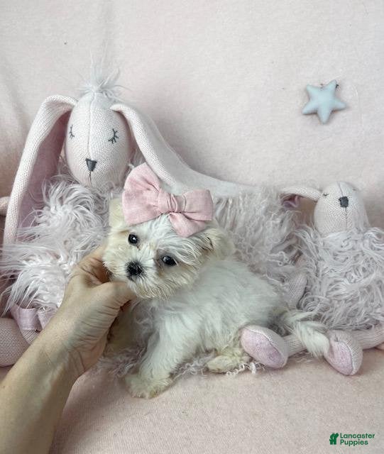 Maltese dogs Maltese 1 - Ad 2
