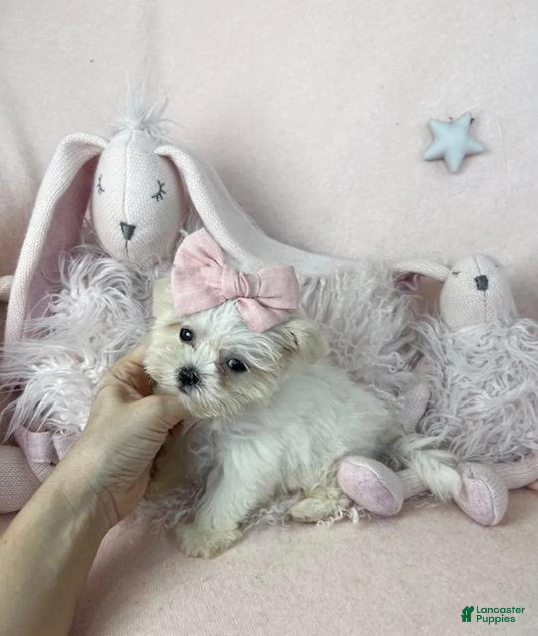 Maltese dogs for sale: Maltese 1 - Ad 2